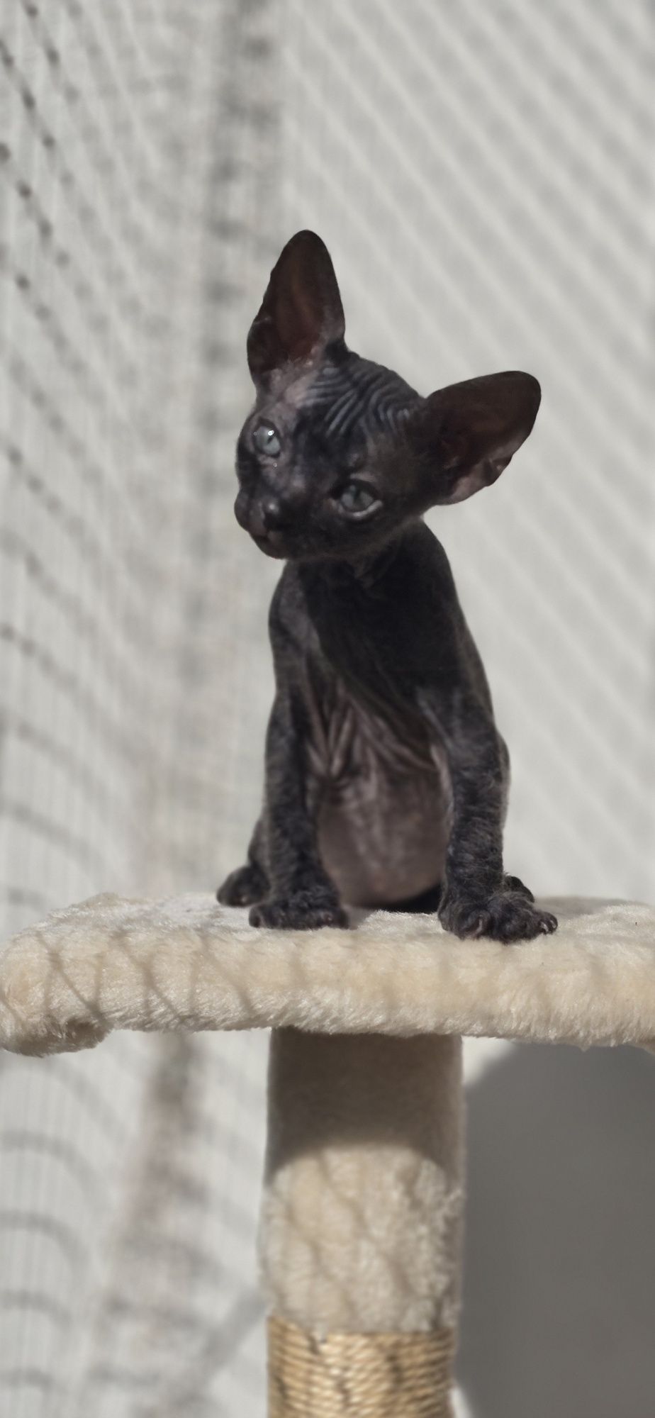 WCF DON Sphynx kotek