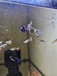 Guppys mosaico e blue