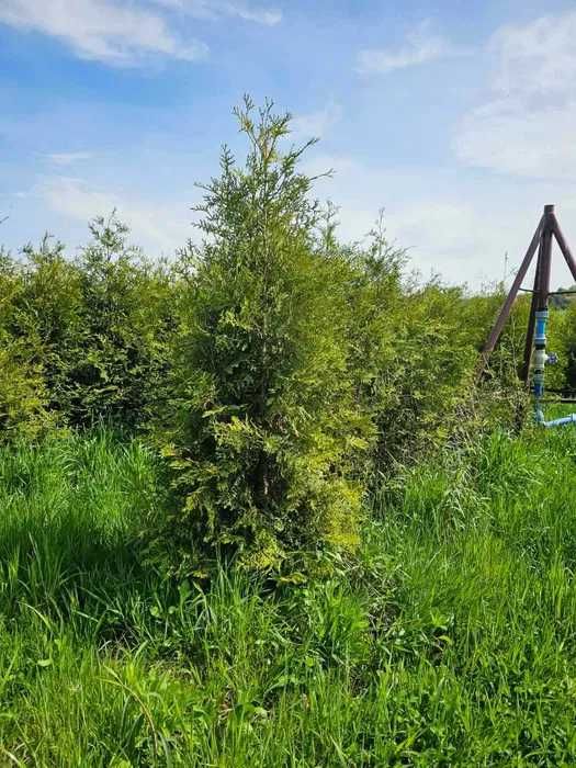 Tuja Brabant 250 , 220 cm SADZIMY (dostawa GRATIS cały kraj)