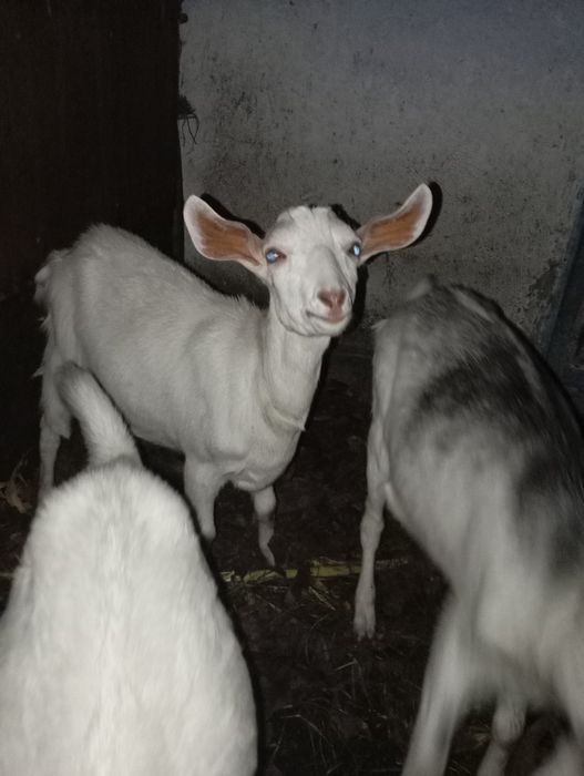 Нубійські кози дівчата