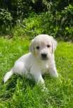 Golden Retriever ZKwP