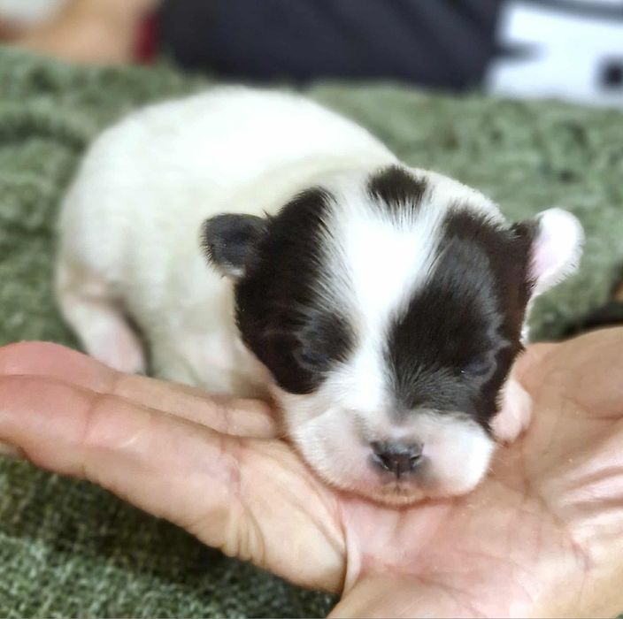 Chihuahua chłopiec długowłosy