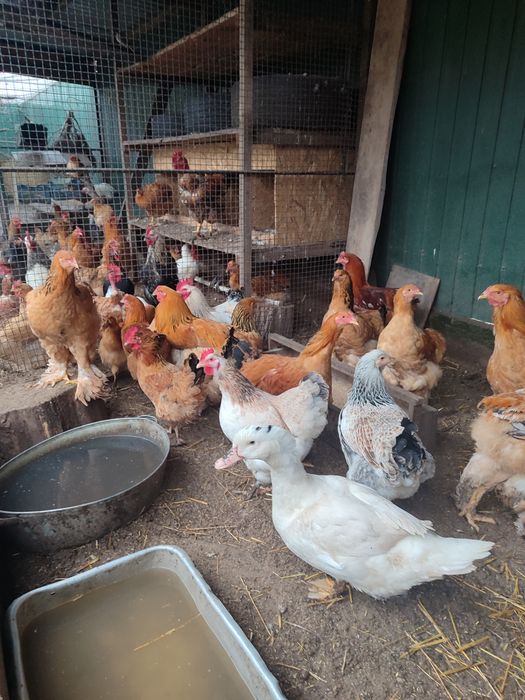 Домашнє м'ясо курей та кролика