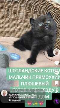 Продам Шотландських котят плюшевые 1###6