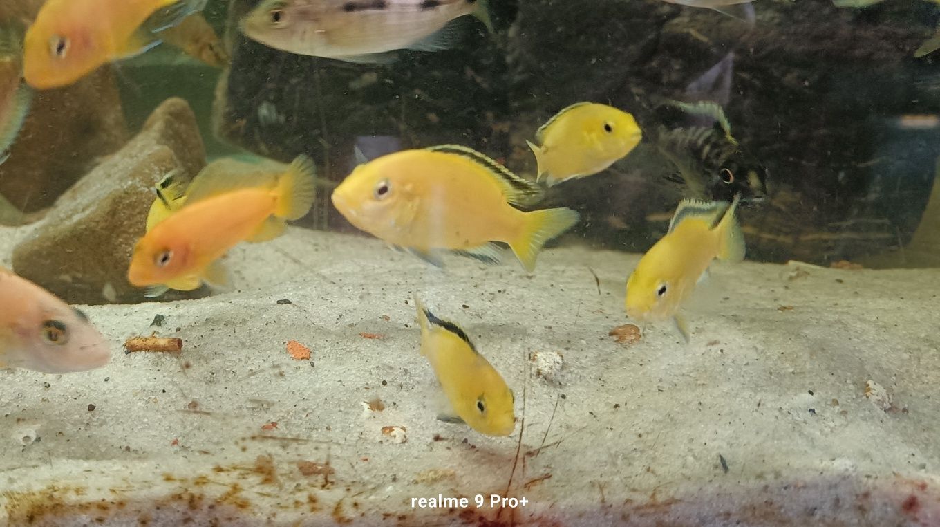 Labidochromis caeruleus