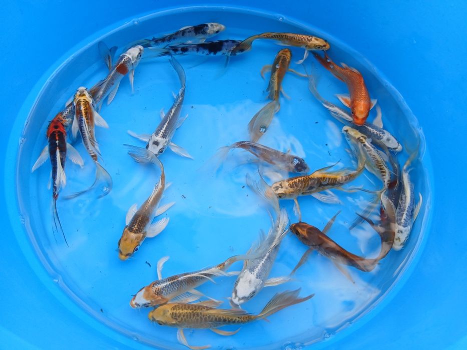 Carpas koi de véu