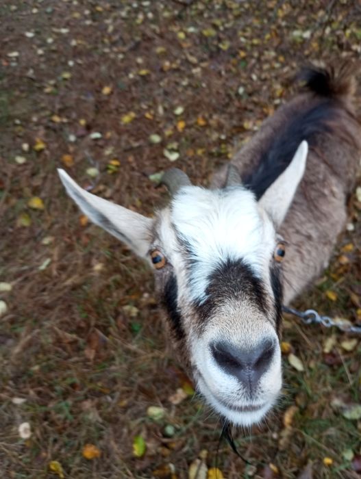 Срочно продам козочок