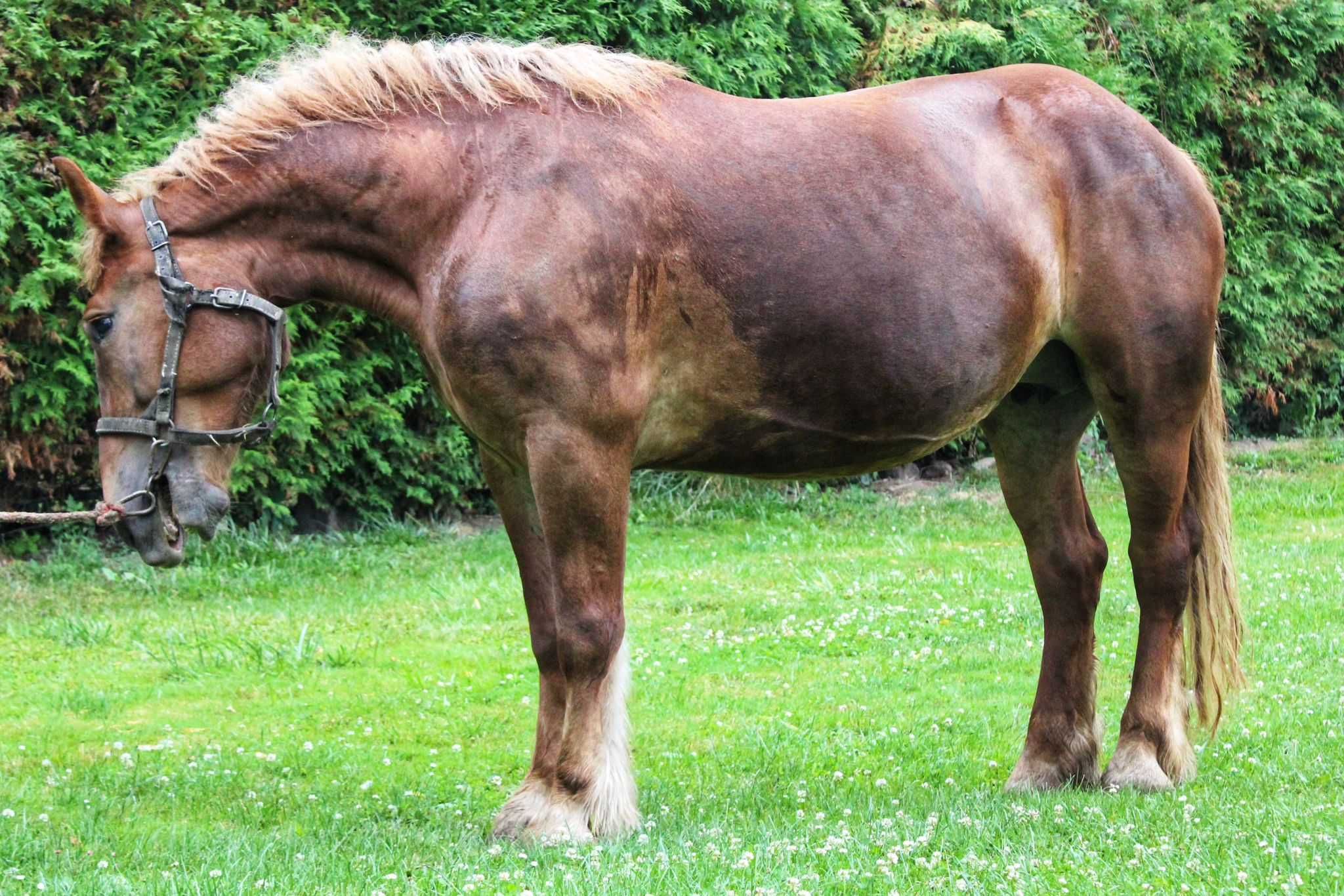 Sprzedam klacz zimnokrwistą