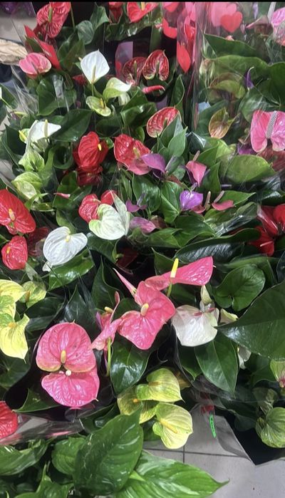 Распродажа антуриума от 200гривен с цветами