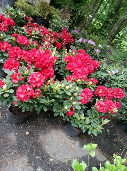 Рододендрон гибридный в ассортименте