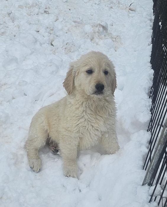 Golden Retriever szczeniak