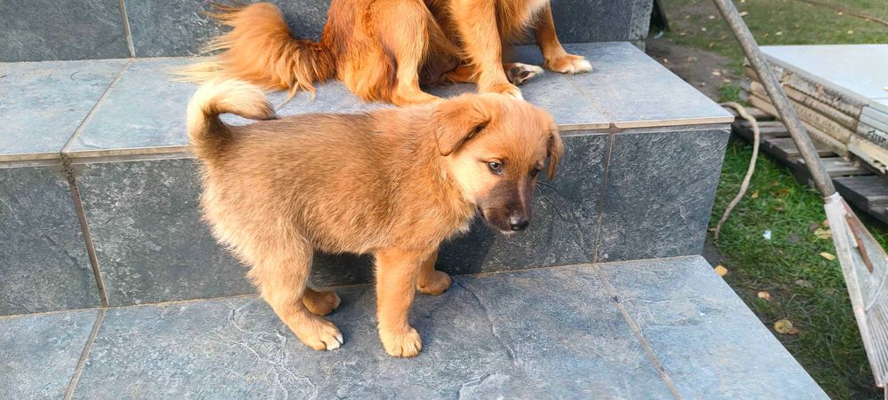 Oddam Pieska Po Małej Suczce