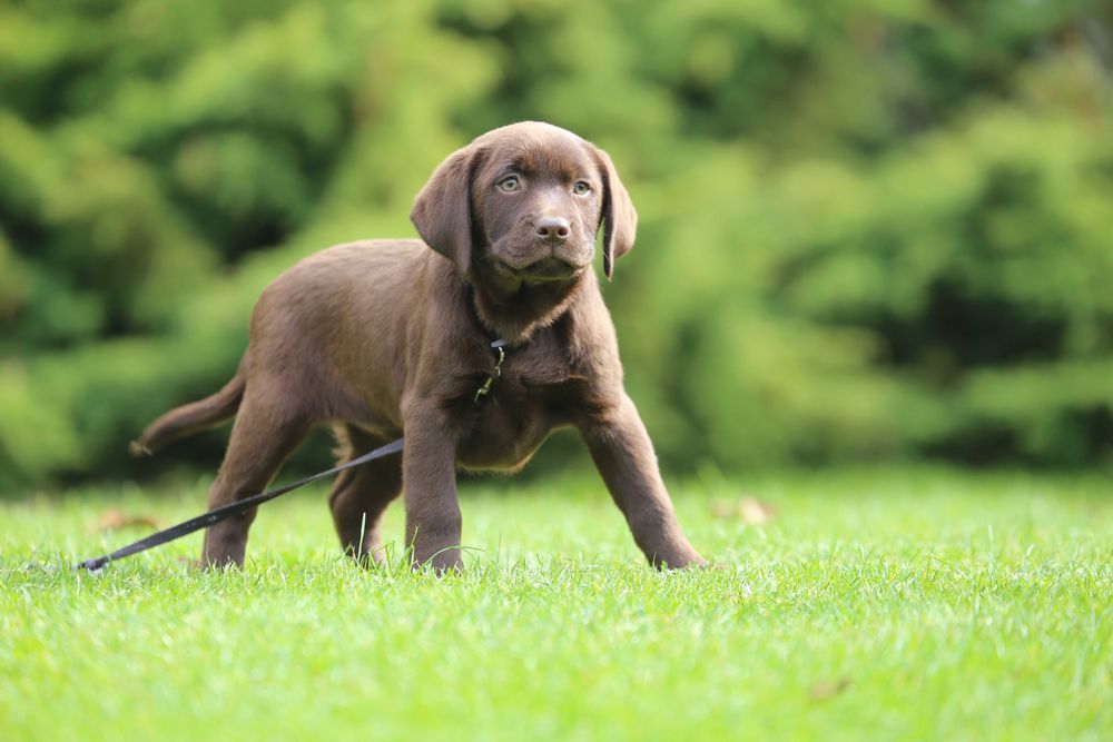 Szczeniak Labrador czekoladowy