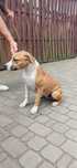 Suczka ZKwP. FCI American Staffordshire Terrier po Championach