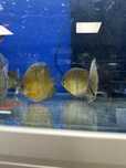 Dzikie paletki discus brown, red, green 10-13cm