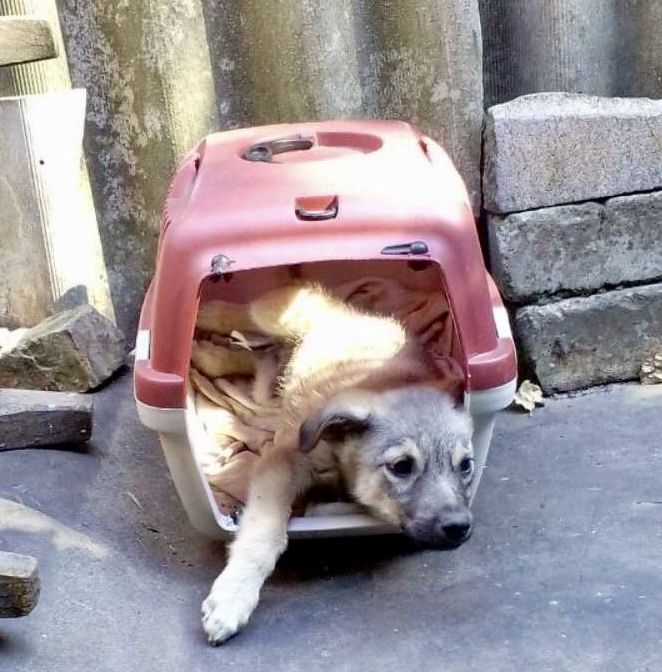 Гарний хлопчик у пошуку люблячої родини