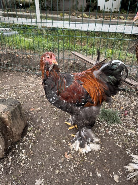 Macho brahma mil flores