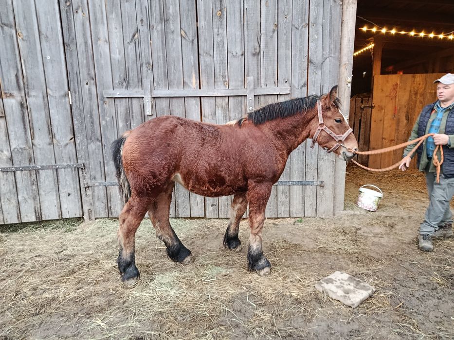 Klacz, Źrebica Arden Polski