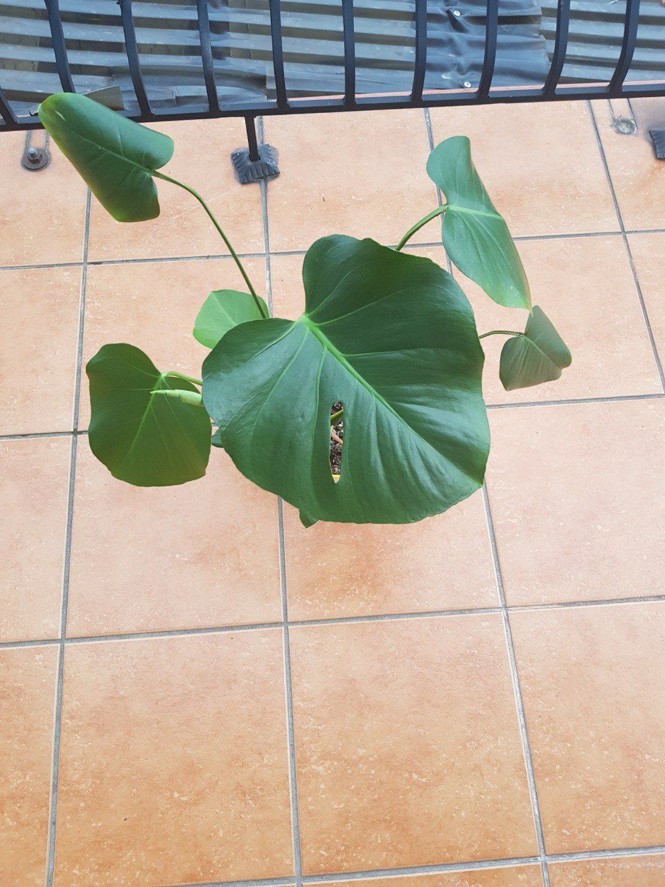 Roślina monster monstera deliciosa 55 cm