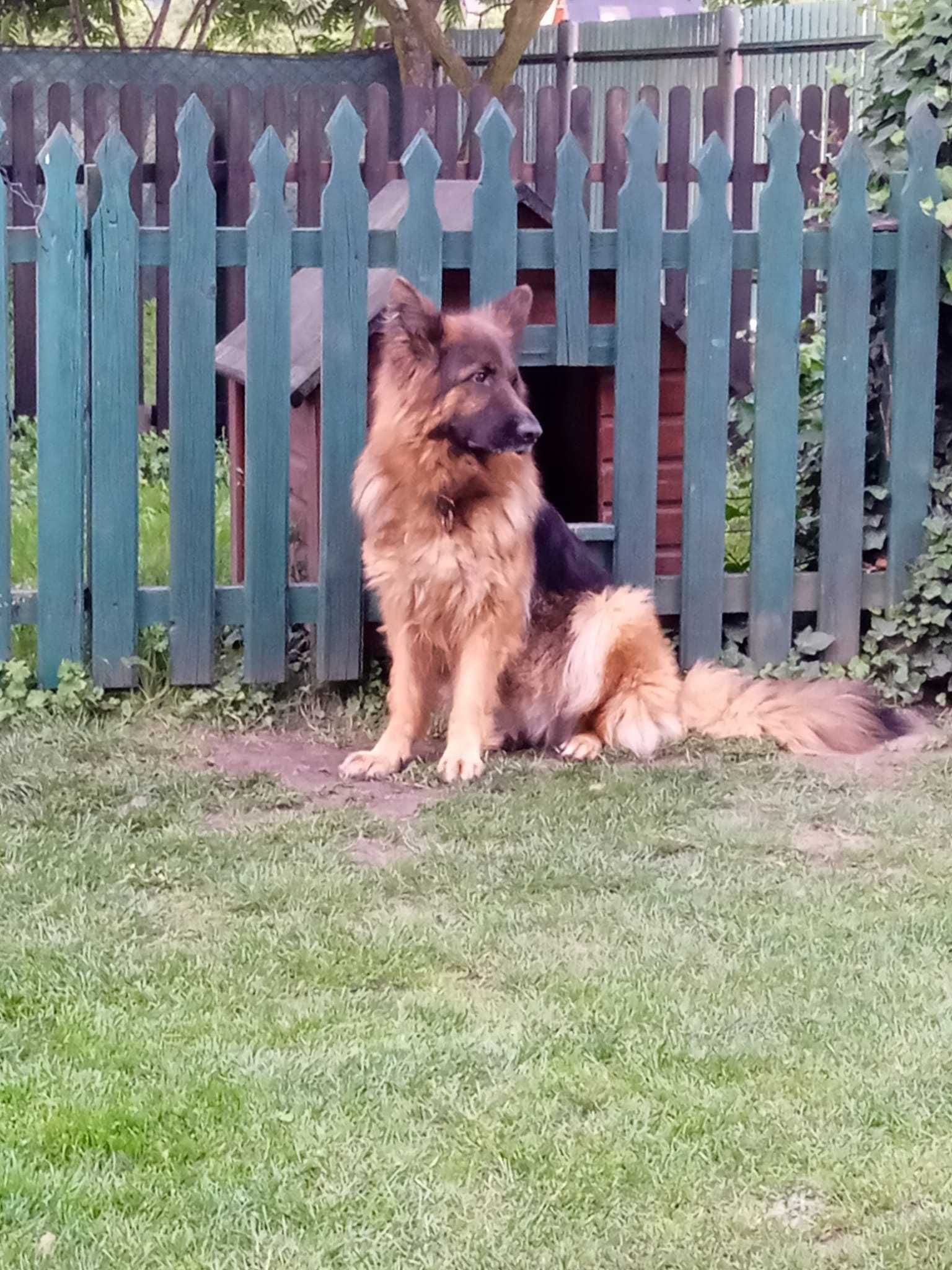 Owczarek niemiecki oddam za darmo