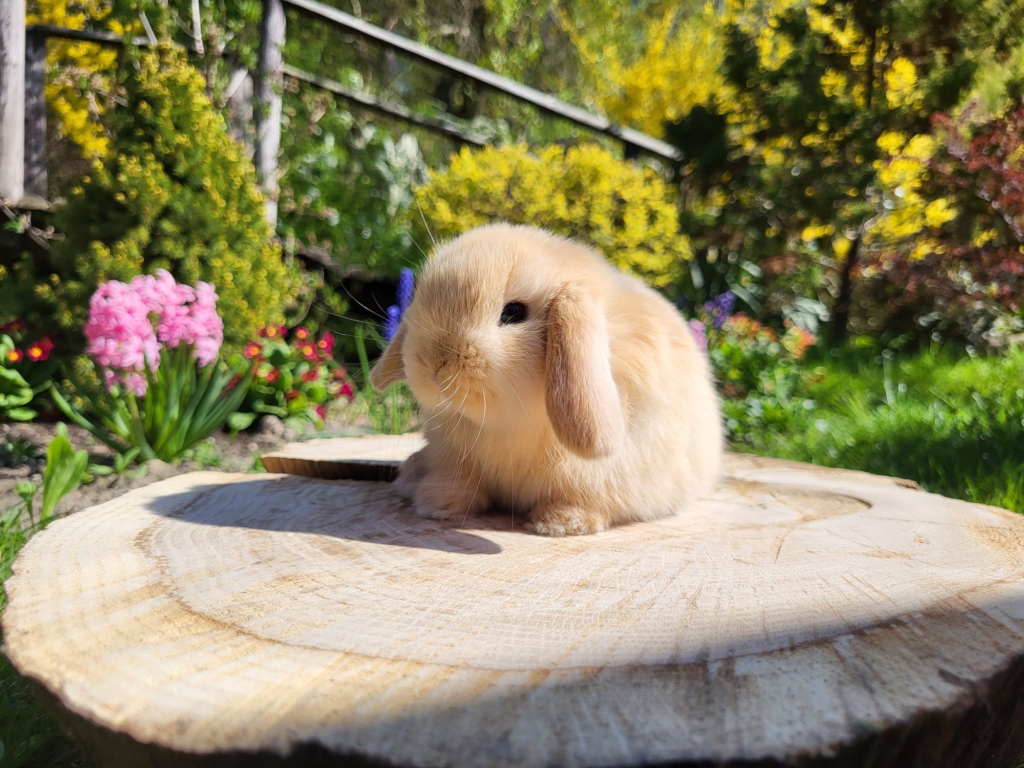 Urocze króliczki Mini Lop.