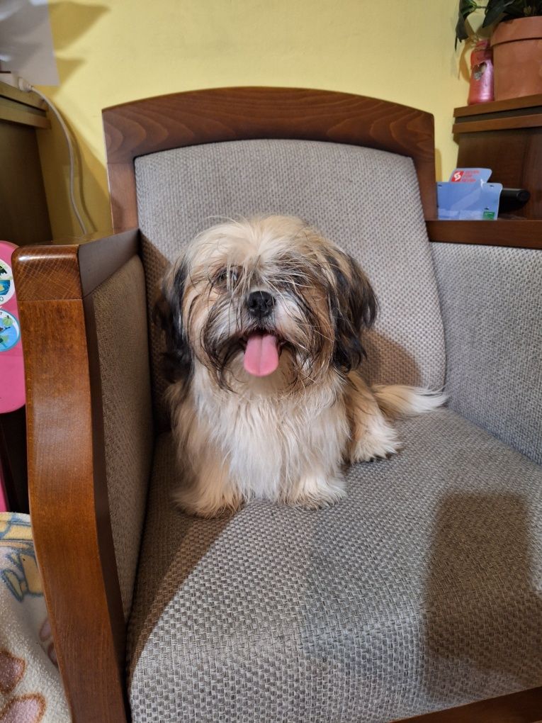 Suczka shih tzu  .