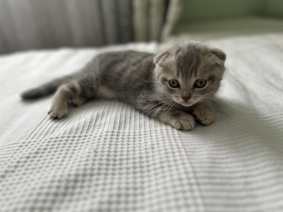 Шотландське висловухе кошеня, хлопчик