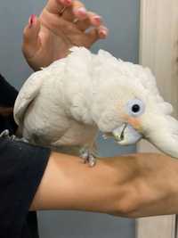 Домашній папуга какаду Гоффіна, або малий какаду красунчик