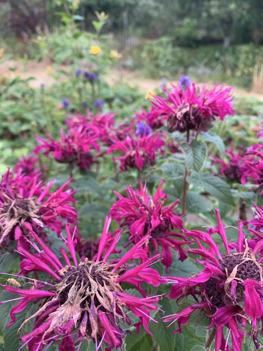 Багаторічні рослини для природнього саду