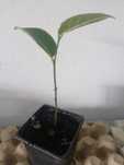 vendo planta jaca