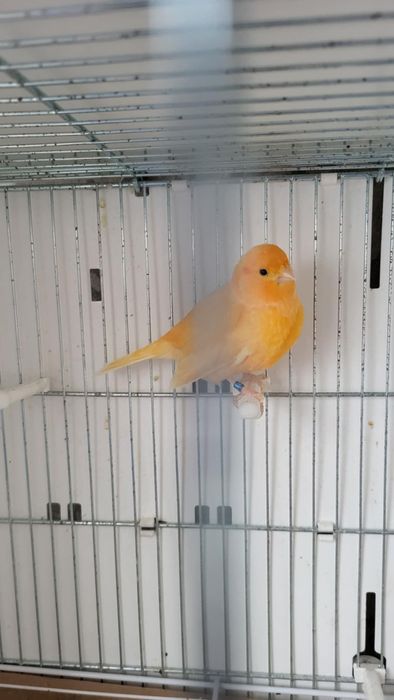 Sprzedam kanarka czerwonego samiec z klatką