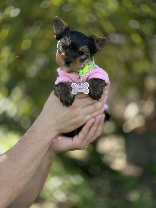 Маленька йорк дівчинка з акуратною мордочкою