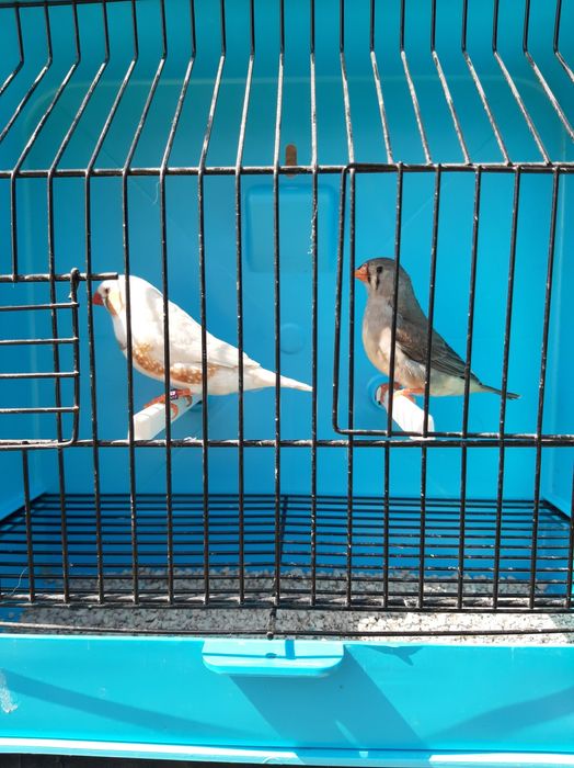 Mandarins jovens