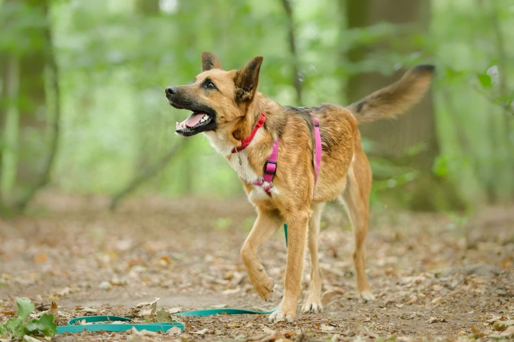 STITCH, roczny psiak w schronisku, adoptuj