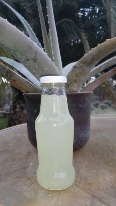 Aloe Vera - Babosa - Suco de fruta 100% sem aditivos e folhas, plantas