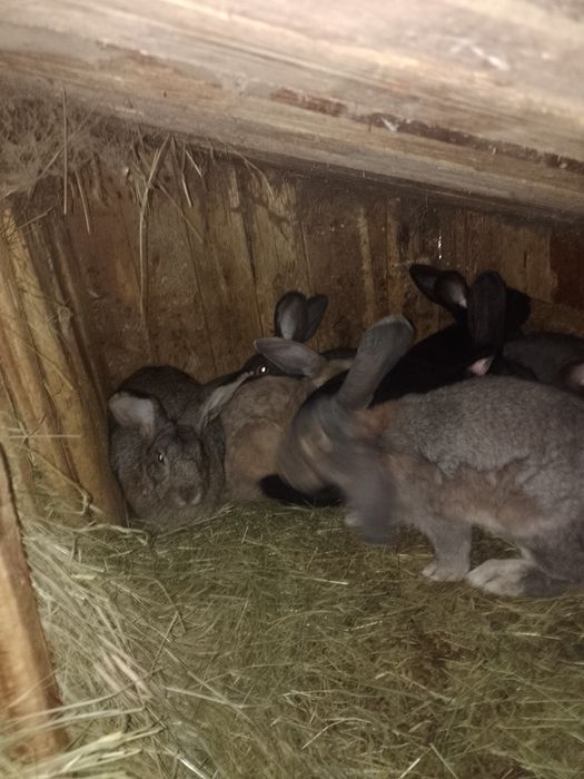 Продам кролики крольчата