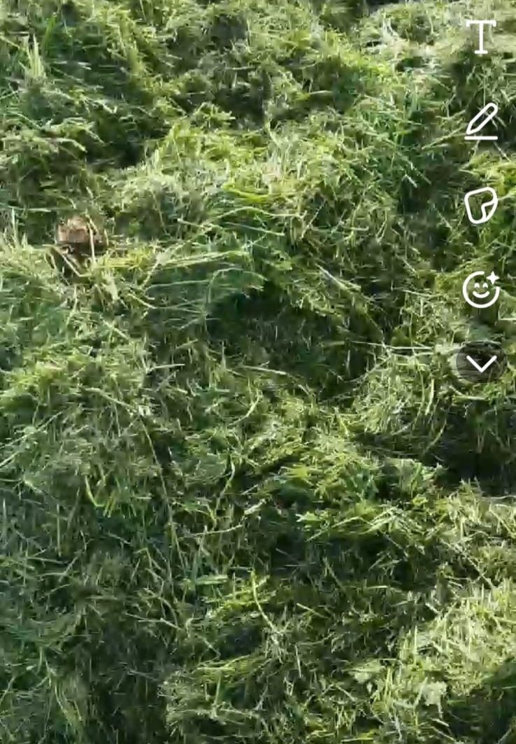 Przyczepa samozbierająca Krone rx