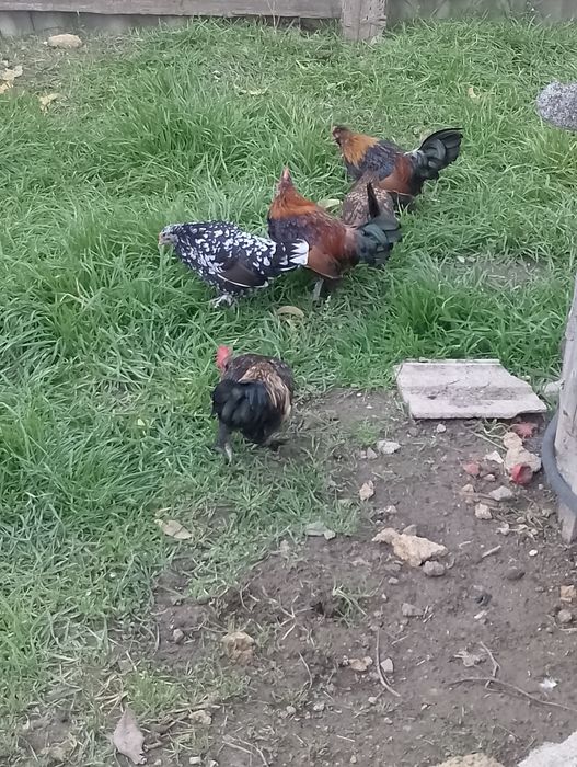 Карликові півні .