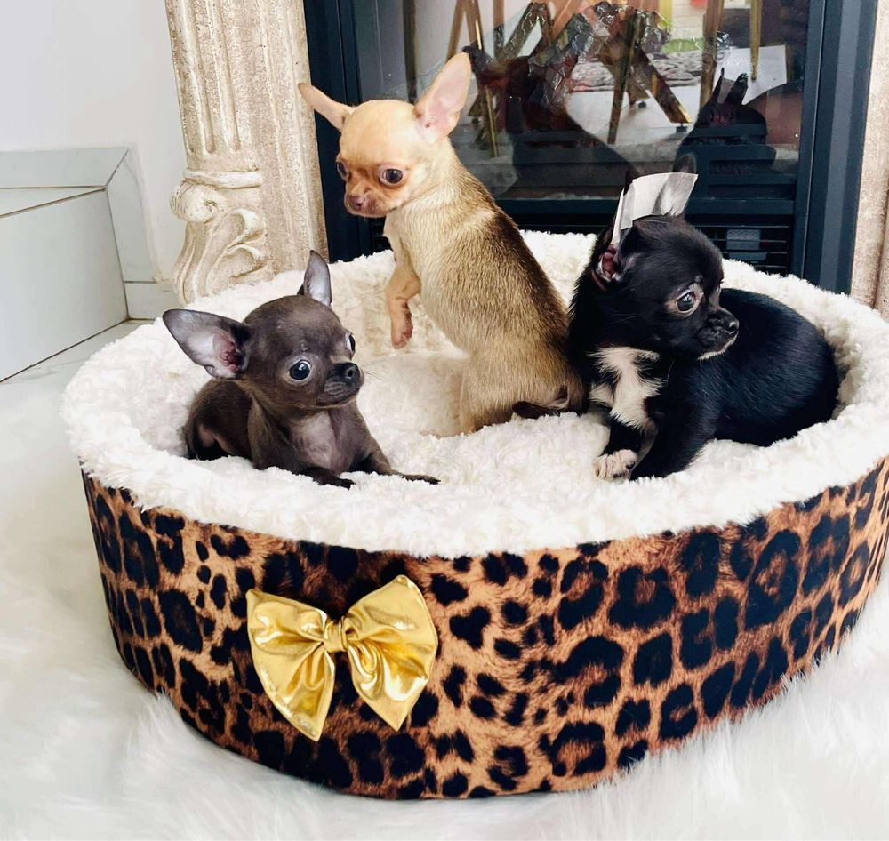 Chihuahua szczenie