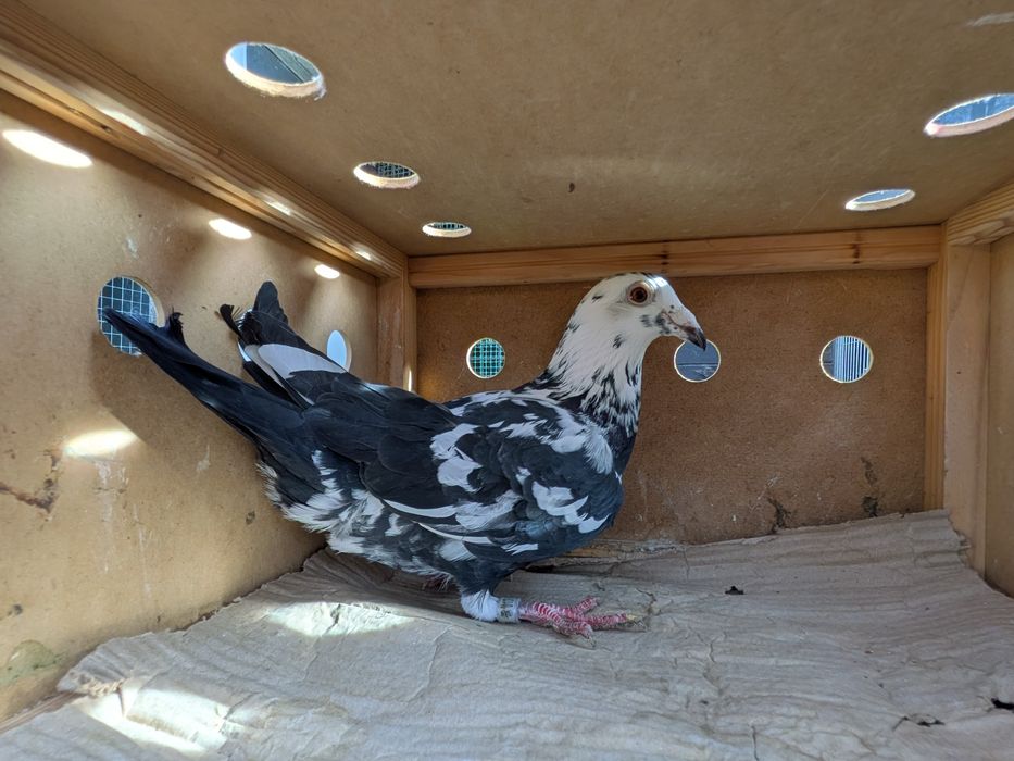 Gołębie pocztowe Tygrysy