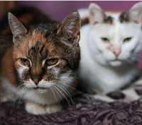 Kociaki z azylu u Mruczka szukają domów