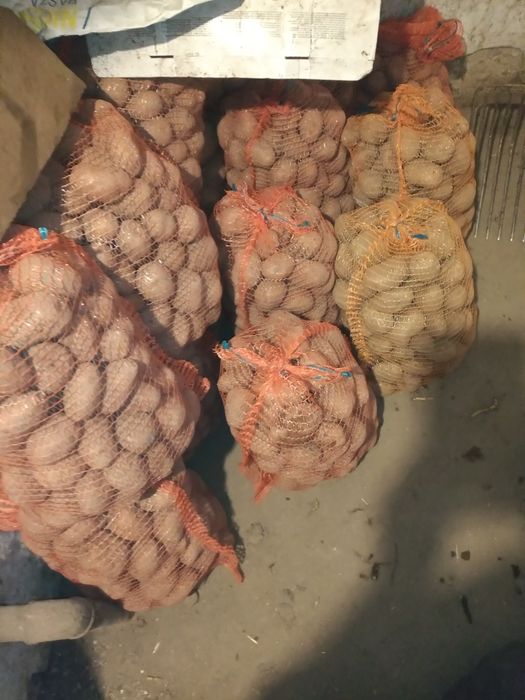 Ziemniaki Denar, Bellarosa, Quin Anna