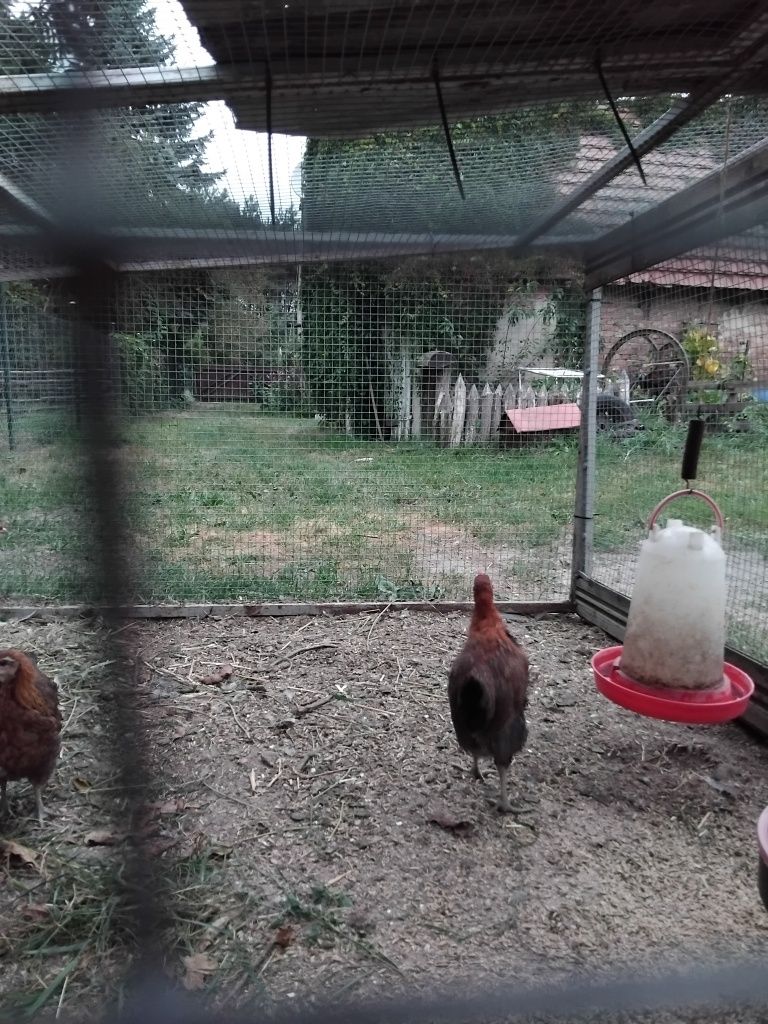 Kogut zielononóżki kuropatwowej