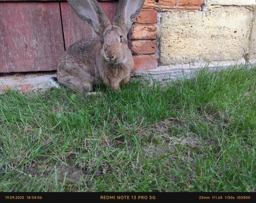 Sprzedam młode króliki Belgi