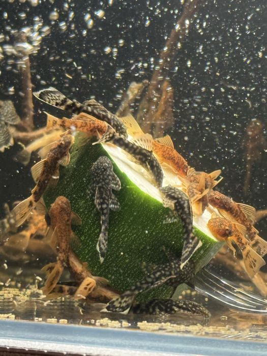 Zbrojnik glonojad Ancistrus sp CALICO