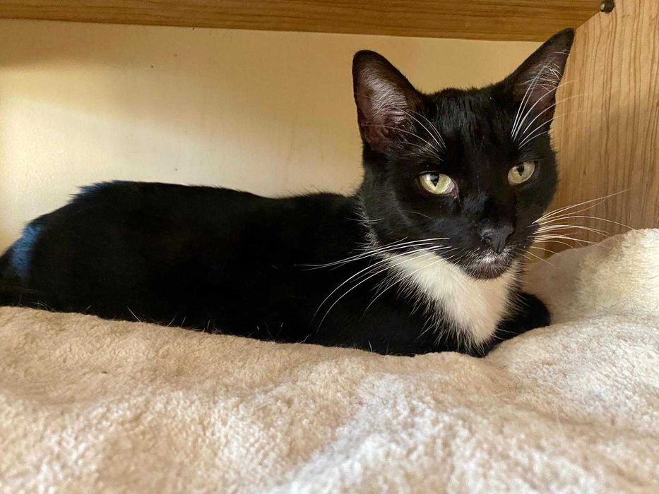 kotka MILKA szuka swojej przystani na zawsze