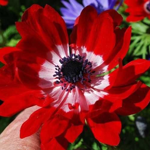 Анемони корончаті-квіти весни