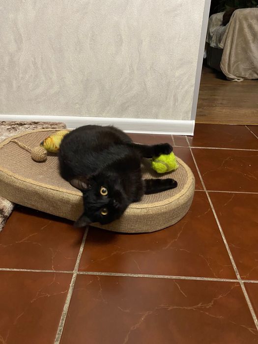 Віддам котенят в добрі руки.