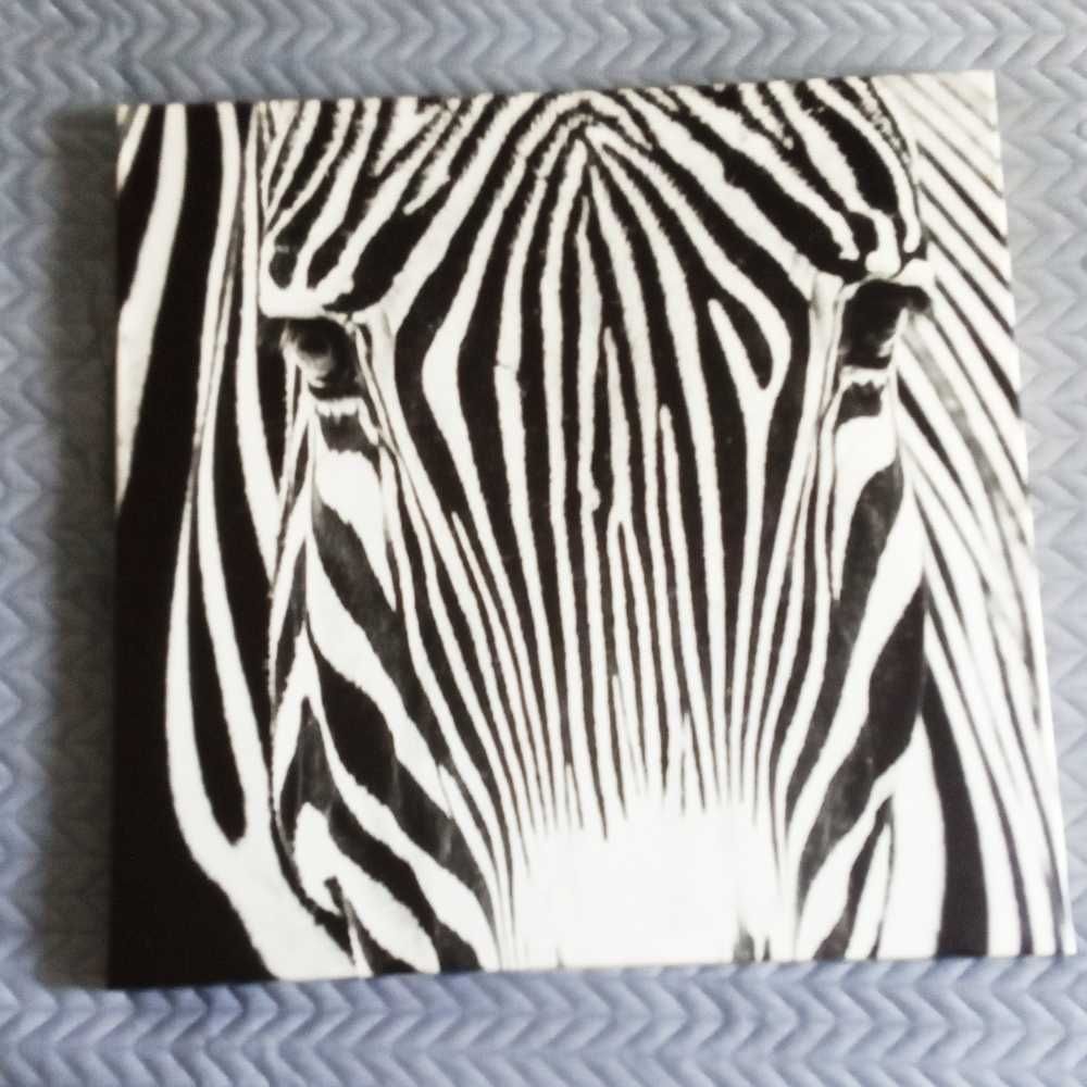 Obraz zebra 60cmx60cm