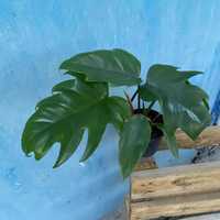 Philodendron Mayoi Filodendron